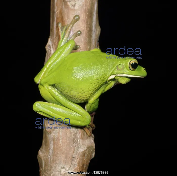 : GIANT TREEFROG - side view : GIANT TREEFROG - side view