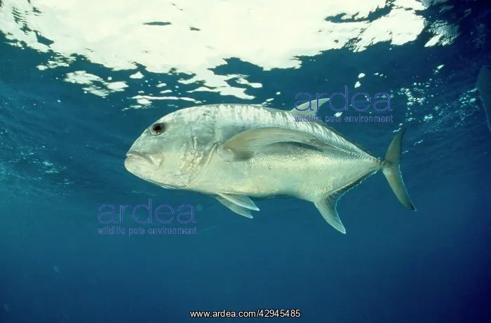 : Giant Trevally : Giant Trevally