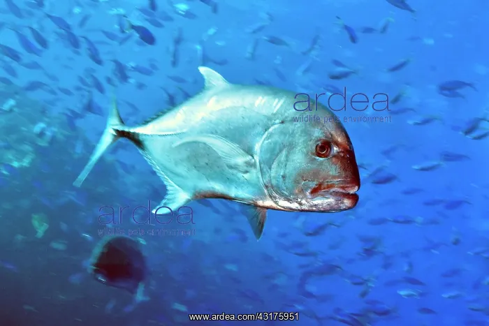: Giant trevally (Caranx ignobilis) chasing prey : Giant trevally (Caranx ignobilis) chasing prey