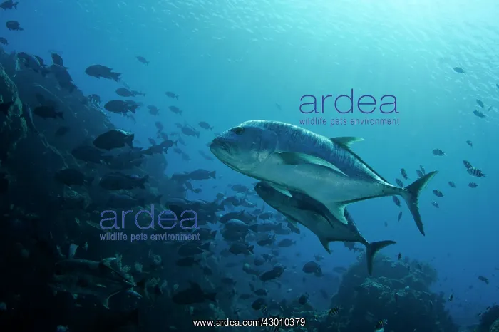 : Giant Trevally Fish Bowl dive site Gili Lawa Laut : Giant Trevally Fish Bowl dive site Gili Lawa Laut