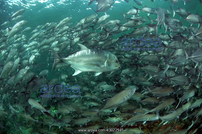 : Giant Trevally in front of school of Bigeye Trevally : Giant Trevally in front of school of Bigeye Trevally