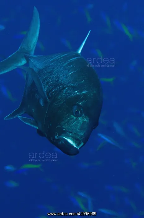 : Giant Trevally - with school of fusiliers in background : Giant Trevally - with school of fusiliers in background