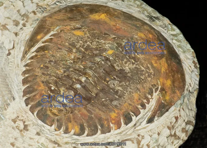 : Giant Trilobite Fossil : Giant Trilobite Fossil