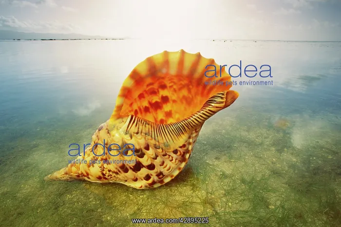 : Giant Triton / Trumpet Shell - at waterIs edge - Fiji : Giant Triton / Trumpet Shell - at waterIs edge - Fiji