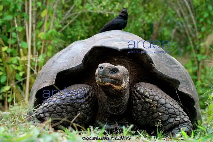 : Giant turtle (Chelonoidis elephantopus) in the g : Giant turtle (Chelonoidis elephantopus) in the g