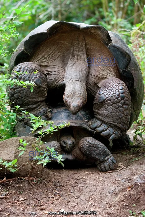 : Two giant turtles (Chelonoidis elephantopus) mat : Two giant turtles (Chelonoidis elephantopus) mat
