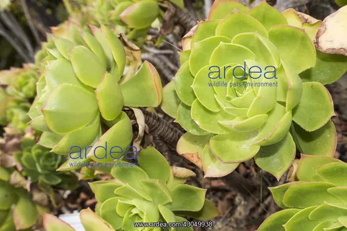 : Giant velvet rose or Tree aeonium (Aeonium canariense) : Giant velvet rose or Tree aeonium (Aeonium canariense)