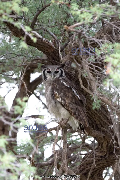 : Giant / Verreaux's Eagle Owl - Roosting : Giant / Verreaux's Eagle Owl - Roosting