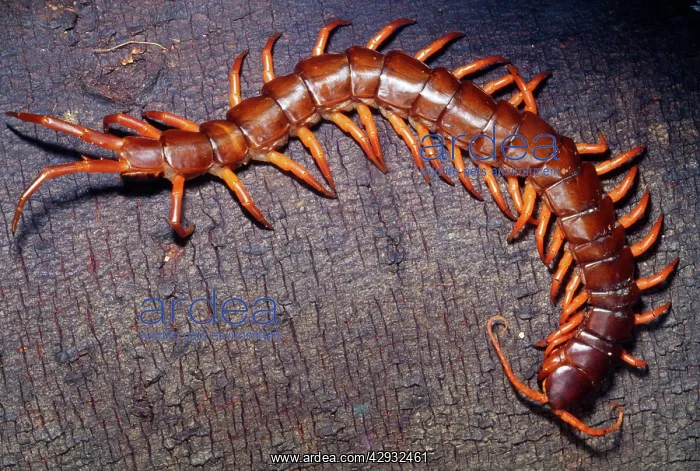 : Giant Vietnamese Centipede : Giant Vietnamese Centipede