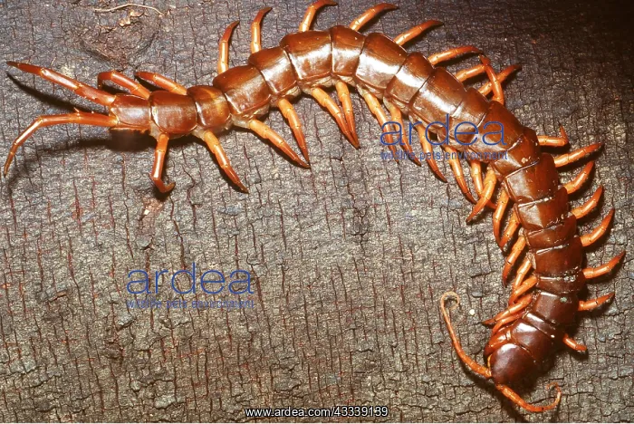 : GIANT VIETNAMESE CENTIPEDE : GIANT VIETNAMESE CENTIPEDE