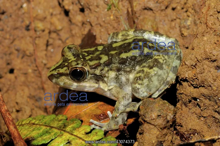 : Giant Visayan Frog : Giant Visayan Frog
