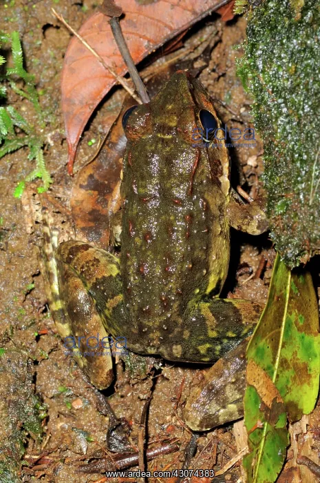 : Giant Visayan Frog : Giant Visayan Frog