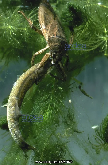 : Giant Water Bug : Giant Water Bug