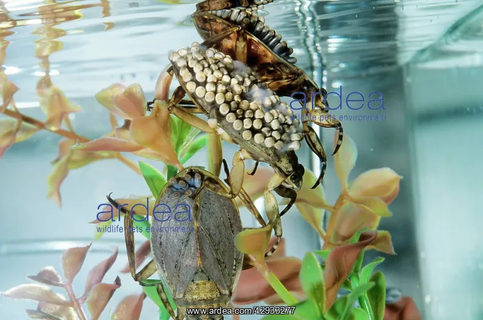  : Giant Water Bug - Hemiptera. Males carry eggs on back