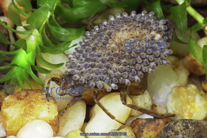 : Giant Water Bug - Male with Eggs on Back : Giant Water Bug - Male with Eggs on Back