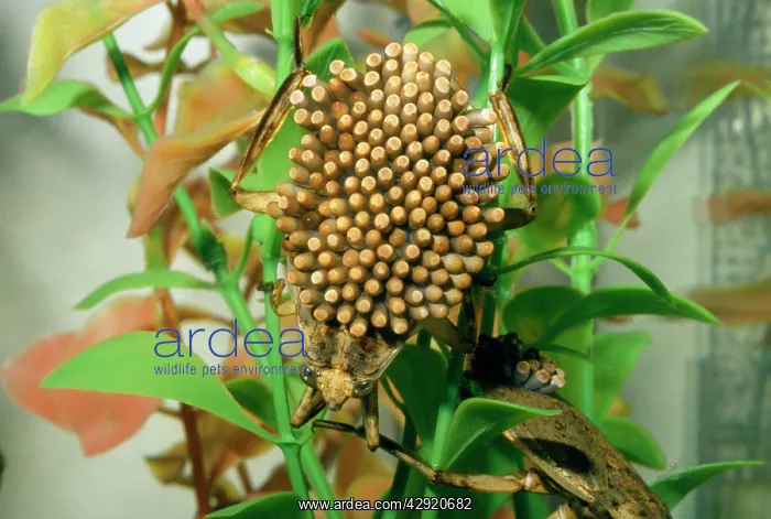 : Giant Water Bug - males with eggs : Giant Water Bug - males with eggs