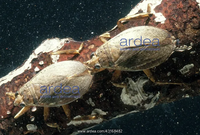 : Giant Water Bugs : Giant Water Bugs