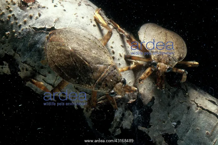  : Giant Water Bugs