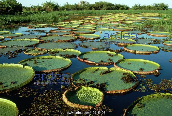 : Giant Water Lily : Giant Water Lily