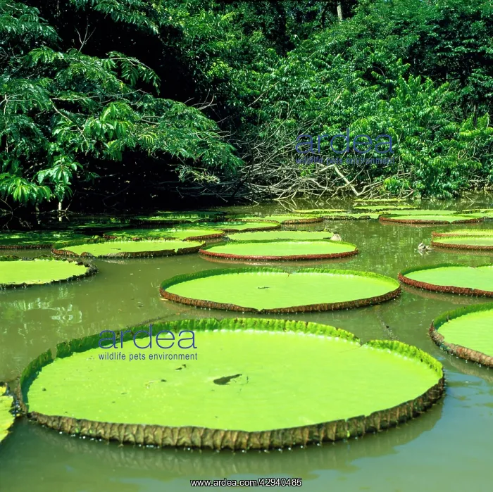: Giant Water Lily : Giant Water Lily
