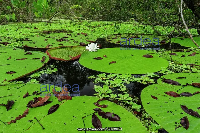 : Giant Water Lily, flooded forest, Amazon, Mamiraua : Giant Water Lily, flooded forest, Amazon, Mamiraua