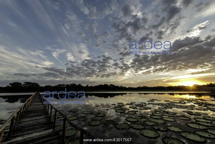  : Giant Water Lily Pads with wooden pier at sunrise
