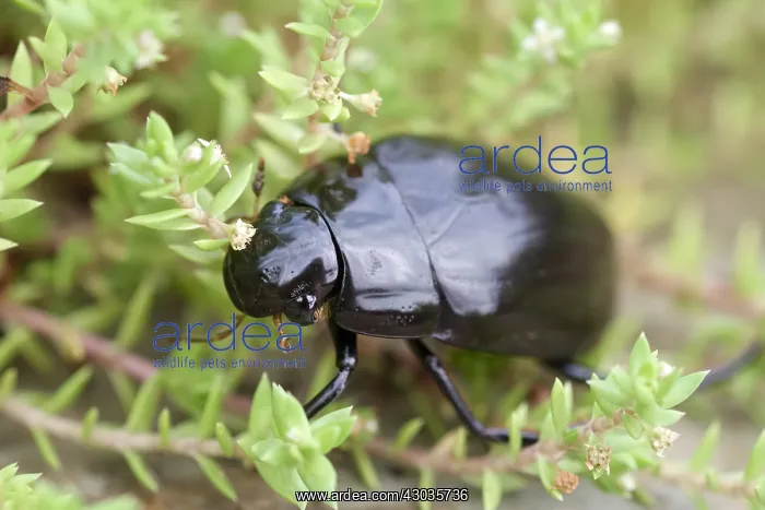: Giant Water Scavenger Beetle, Norfolk UK : Giant Water Scavenger Beetle, Norfolk UK