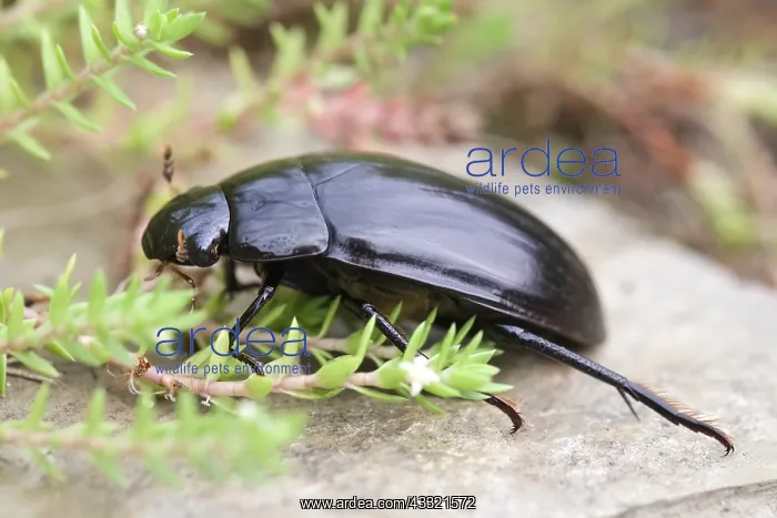 : Giant Water Scavenger Beetle, Norfolk UK : Giant Water Scavenger Beetle, Norfolk UK