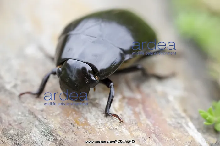 : Giant Water Scavenger Beetle, Norfolk UK : Giant Water Scavenger Beetle, Norfolk UK