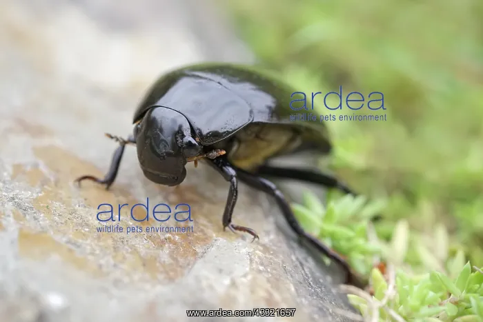 : Giant Water Scavenger Beetle, Norfolk UK : Giant Water Scavenger Beetle, Norfolk UK