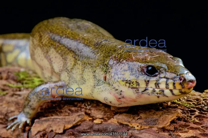 : Giant water skink (Amphiglossus reticulates), Maroantsetra : Giant water skink (Amphiglossus reticulates), Maroantsetra