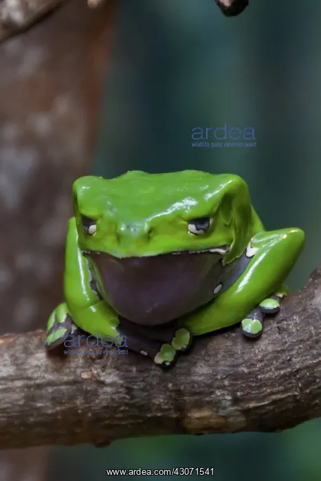 : Giant Waxy Monkey Frog : Giant Waxy Monkey Frog