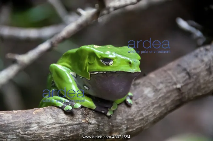 : Giant Waxy Monkey Frog : Giant Waxy Monkey Frog