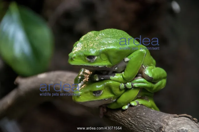 : Giant Waxy Monkey Frog : Giant Waxy Monkey Frog