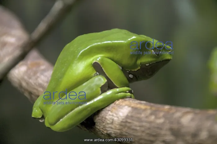 : Giant Waxy Monkey Frog : Giant Waxy Monkey Frog