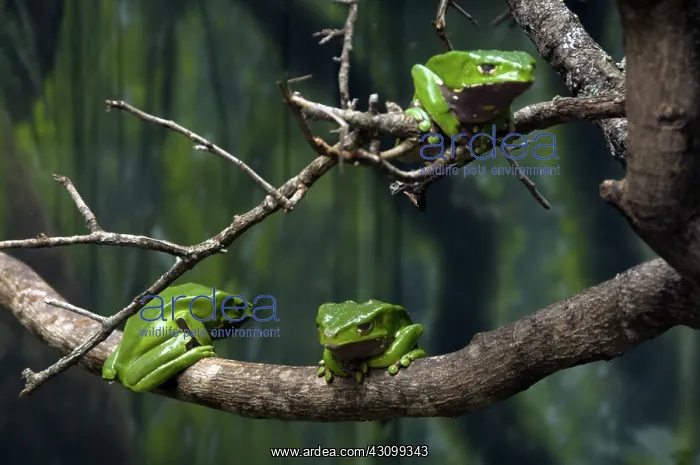 : Giant Waxy Monkey Frogs : Giant Waxy Monkey Frogs