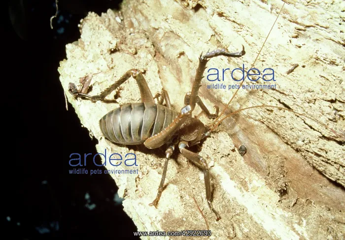 : Giant Weta : Giant Weta