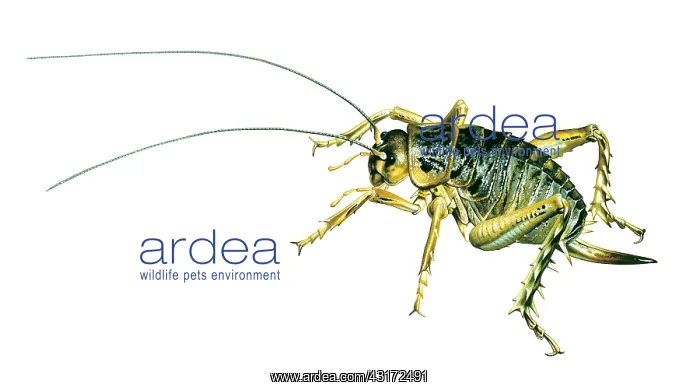 : The giant weta, a type of cricket, can weigh up : The giant weta, a type of cricket, can weigh up