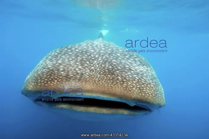 : Giant whale shark (Rhincodon typus) swimming head-on : Giant whale shark (Rhincodon typus) swimming head-on