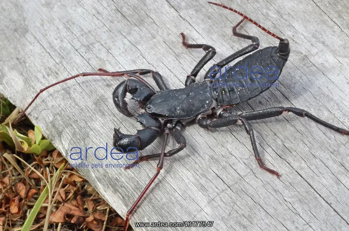 : Giant Whipscorpion : Giant Whipscorpion