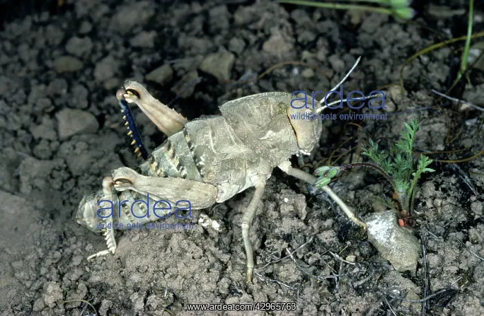 : Giant Wingless Grasshopper : Giant Wingless Grasshopper