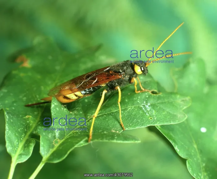 : Giant Wood Wasp : Giant Wood Wasp