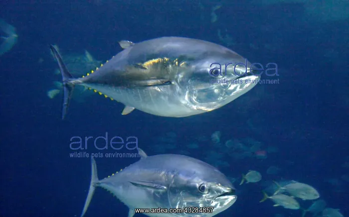 : Giant Yellowfin Tuna BU1629 Jeffrey Rotman / Science : Giant Yellowfin Tuna BU1629 Jeffrey Rotman / Science