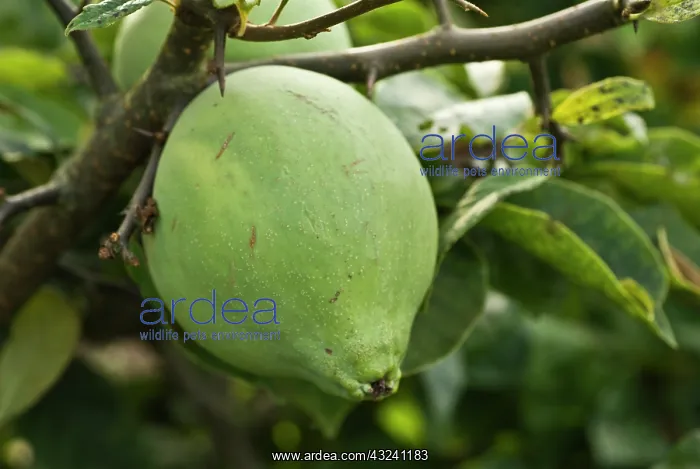  : Giantchinesequince