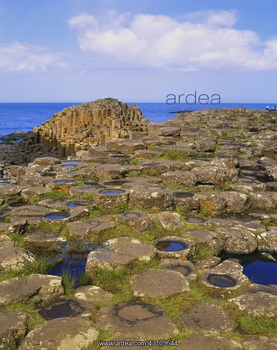 : Giant's Causeway : Giant's Causeway