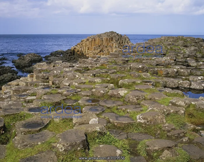 : Giant's Causeway : Giant's Causeway