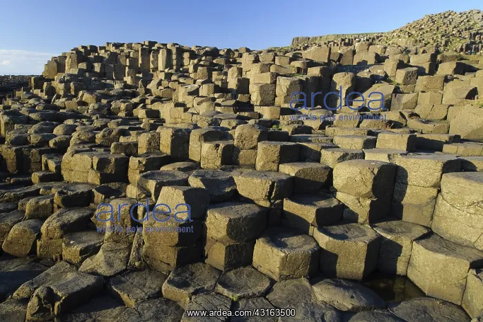 : The Giant's Causeway : The Giant's Causeway