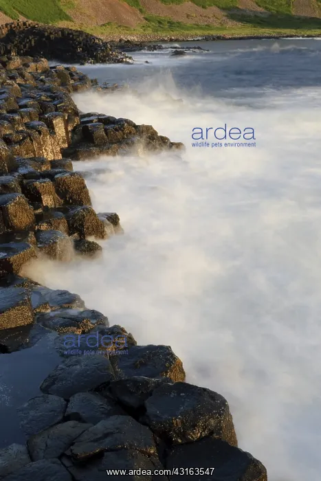 : The Giant's Causeway : The Giant's Causeway