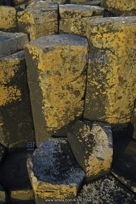 : The Giant's Causeway : The Giant's Causeway