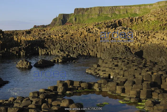 : The Giant's Causeway : The Giant's Causeway
